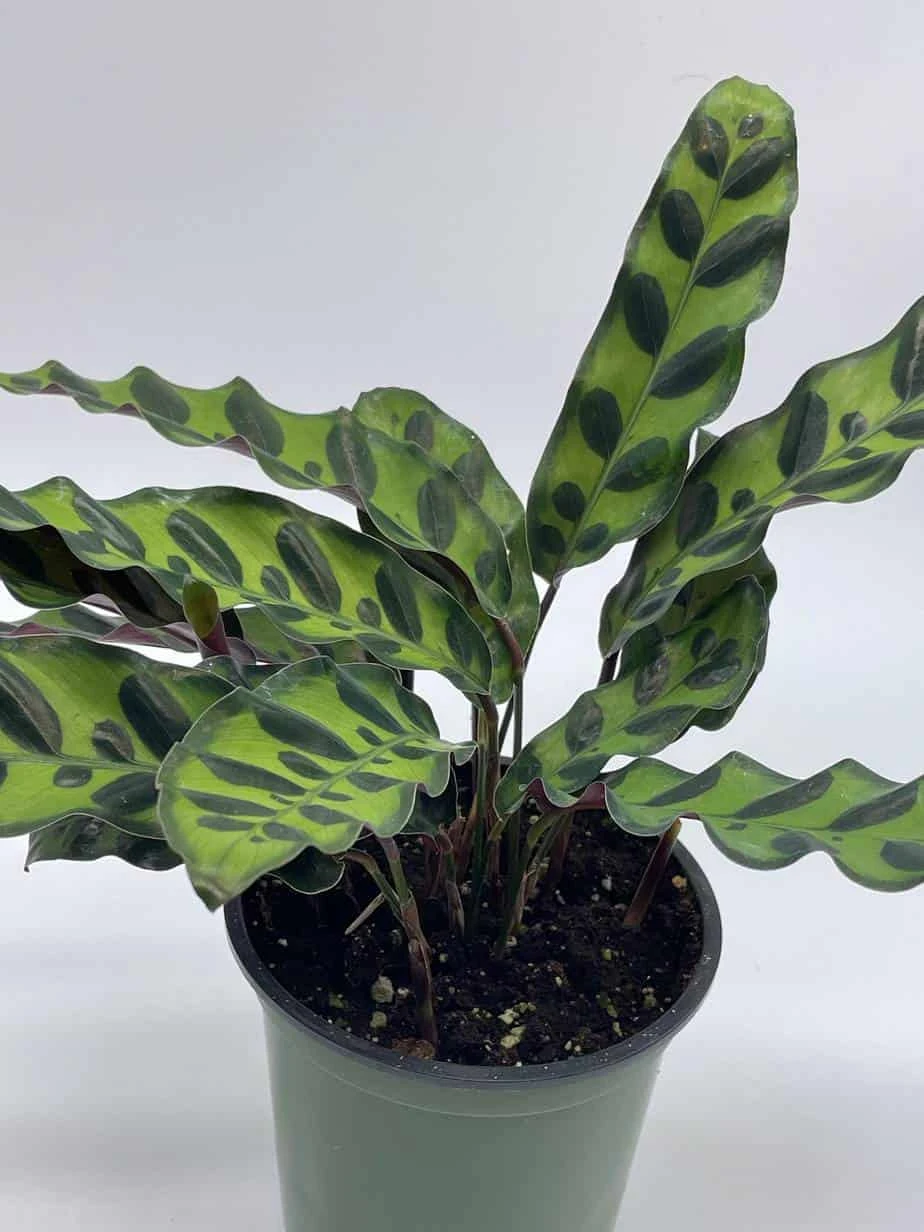 Calathea Lancifolia, Rattlesnake, Prayer Plant, Rattle Snake , 4 Inch Pot - Image 2