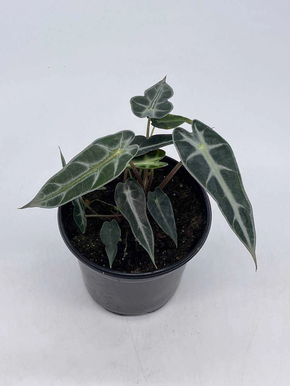 Alocasia Sanderiana, Kris Plant, Sander's Alocasia, In A 4 Inch Pot, Very Filled - Image 2