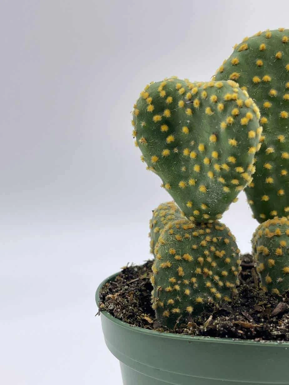 Crested Bunny Ears Prickly Pear, Opuntia Microdasys, In 4 Inch Pot, Clumped Rare Cacti - Image 7