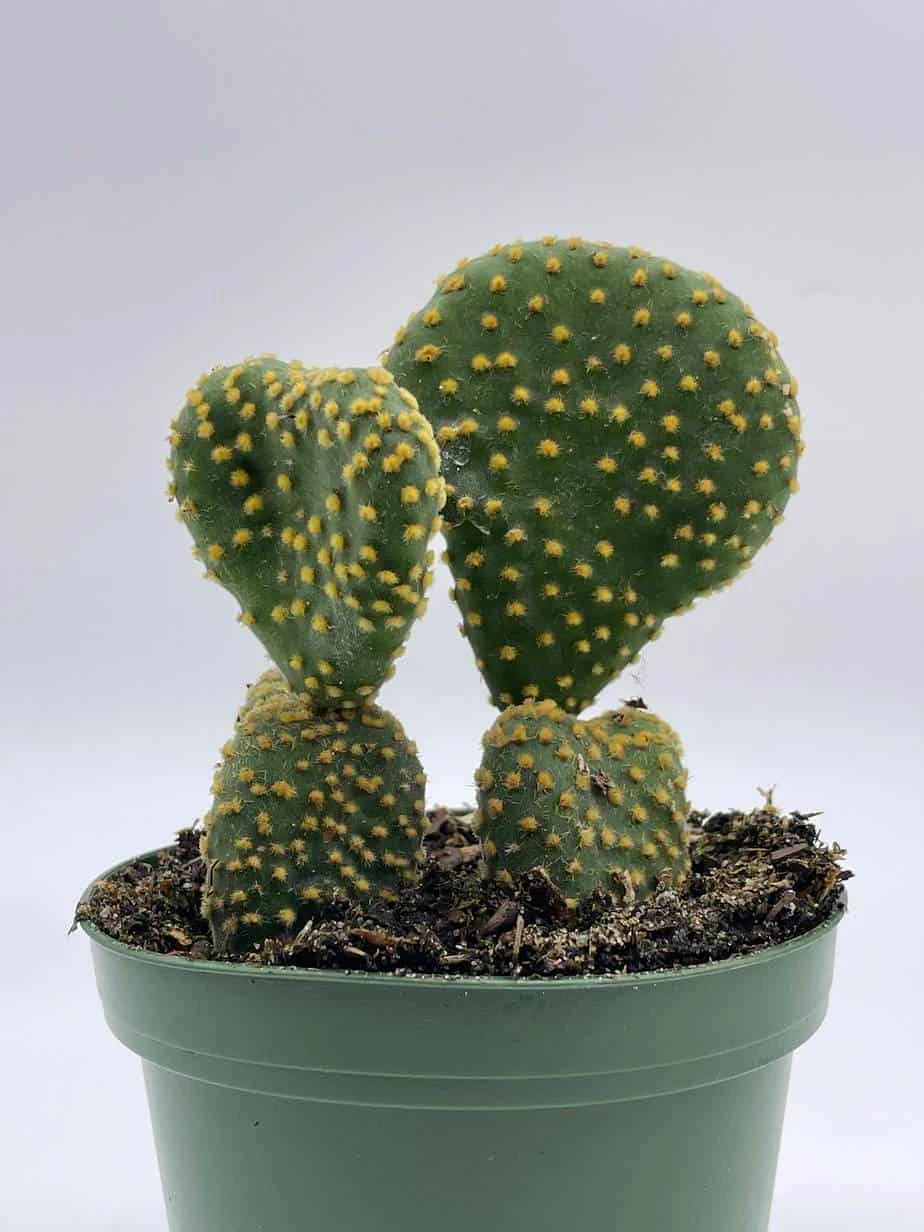 Crested Bunny Ears Prickly Pear, Opuntia Microdasys, In 4 Inch Pot, Clumped Rare Cacti - Image 6