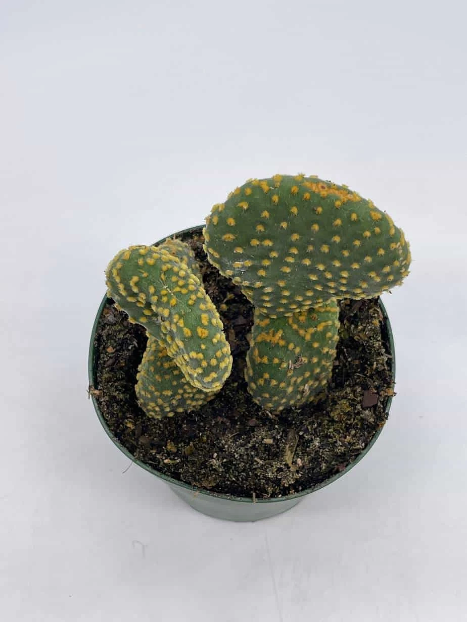 Crested Bunny Ears Prickly Pear, Opuntia Microdasys, In 4 Inch Pot, Clumped Rare Cacti - Image 5