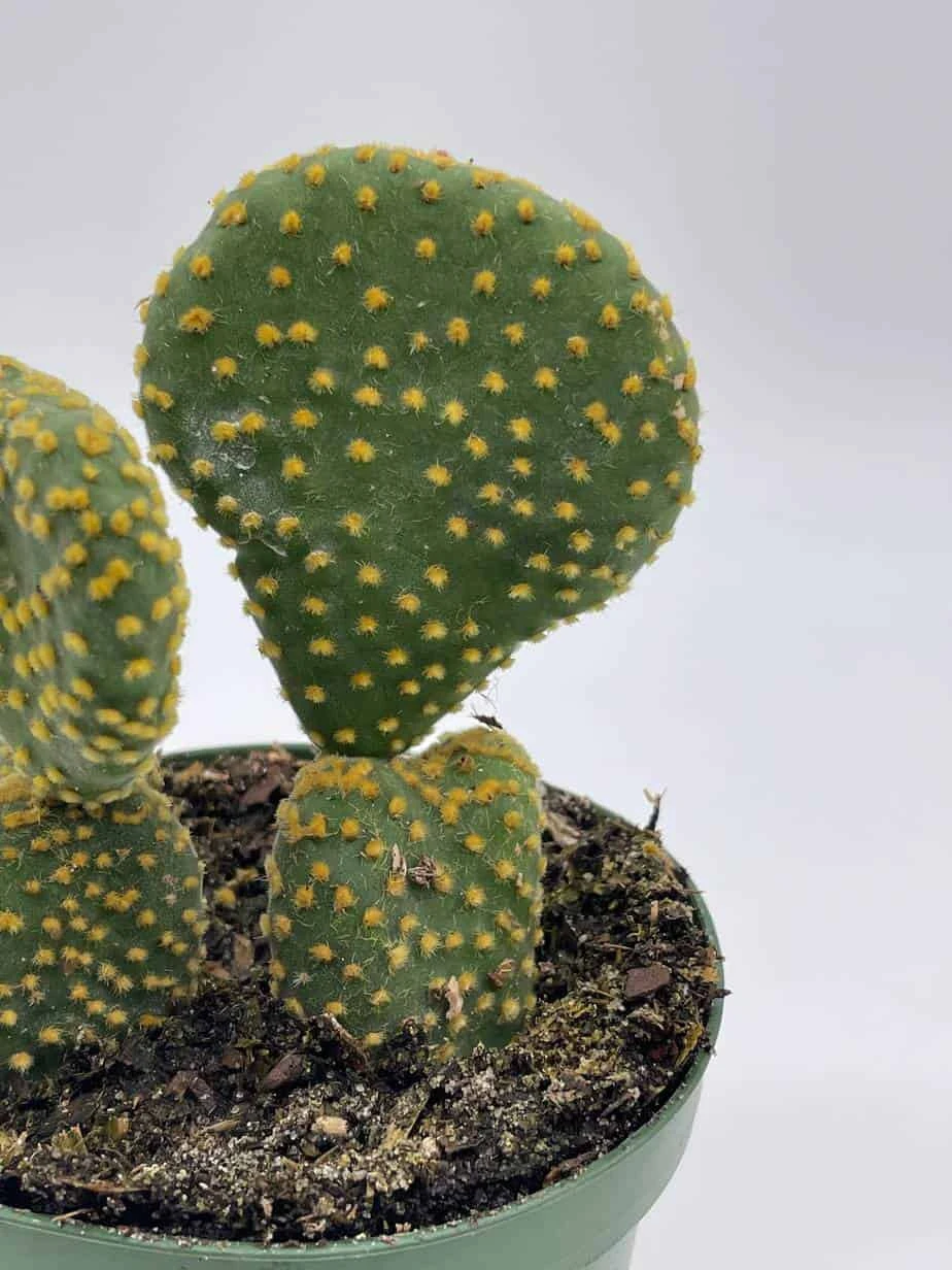 Crested Bunny Ears Prickly Pear, Opuntia Microdasys, In 4 Inch Pot, Clumped Rare Cacti - Image 4