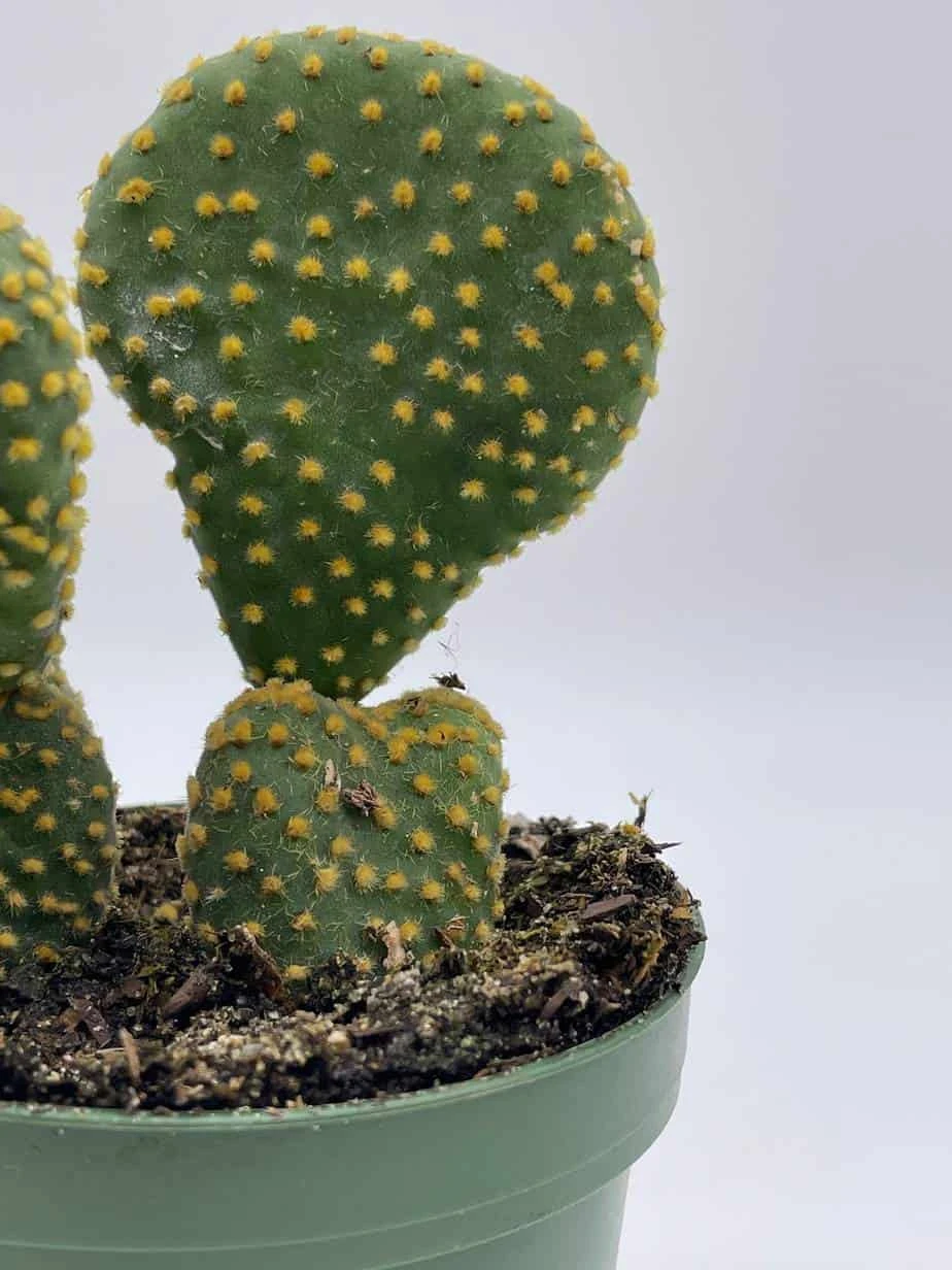 Crested Bunny Ears Prickly Pear, Opuntia Microdasys, In 4 Inch Pot, Clumped Rare Cacti - Image 8