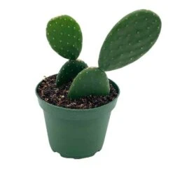 Opuntia Ficus-indica, Prickly Pear Cactus, Rare Cactus, 4 Inch Pot, Well Rooted