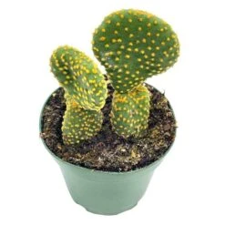 Crested Bunny Ears Prickly Pear, Opuntia Microdasys, In 4 Inch Pot, Clumped Rare Cacti