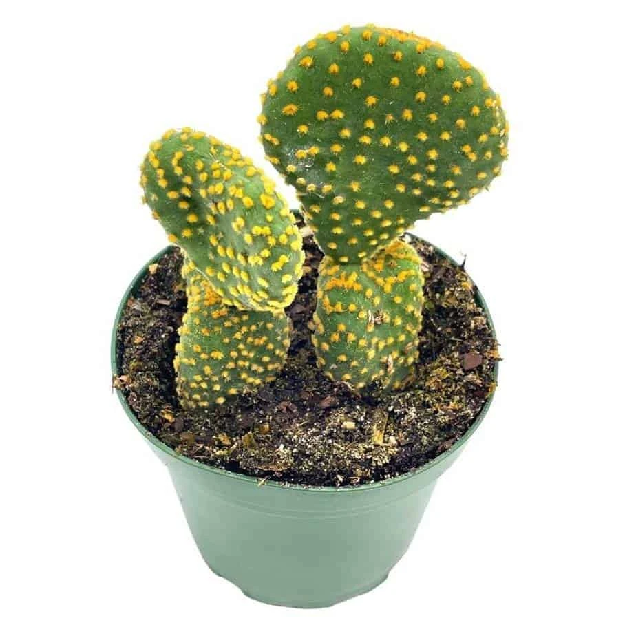 Crested Bunny Ears Prickly Pear, Opuntia Microdasys, In 4 Inch Pot, Clumped Rare Cacti