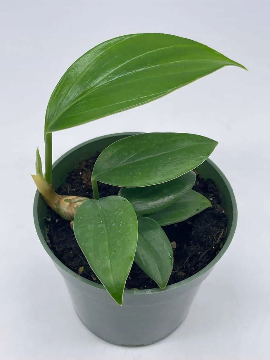 Dragon Tail, 4 Inch Pot, Epipremnum Pinnatum, Centipede Tongavine, Dragon-tail Plant - Image 2