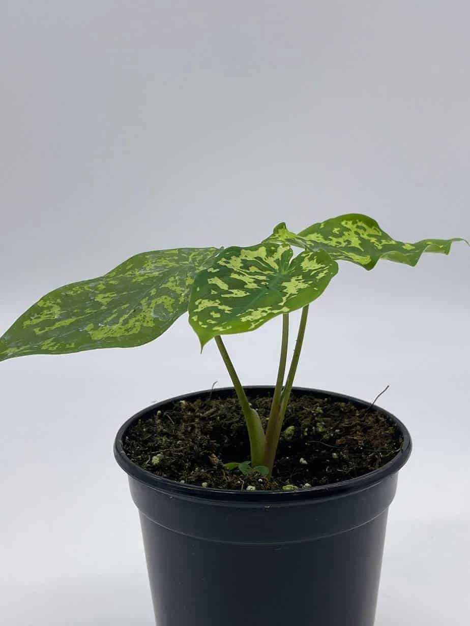 Alocasia 'Hilo Beauty', Caladium Praetermissum, 4 Inch Pot, Green And White Alocasia, Elephant Ear - Image 5