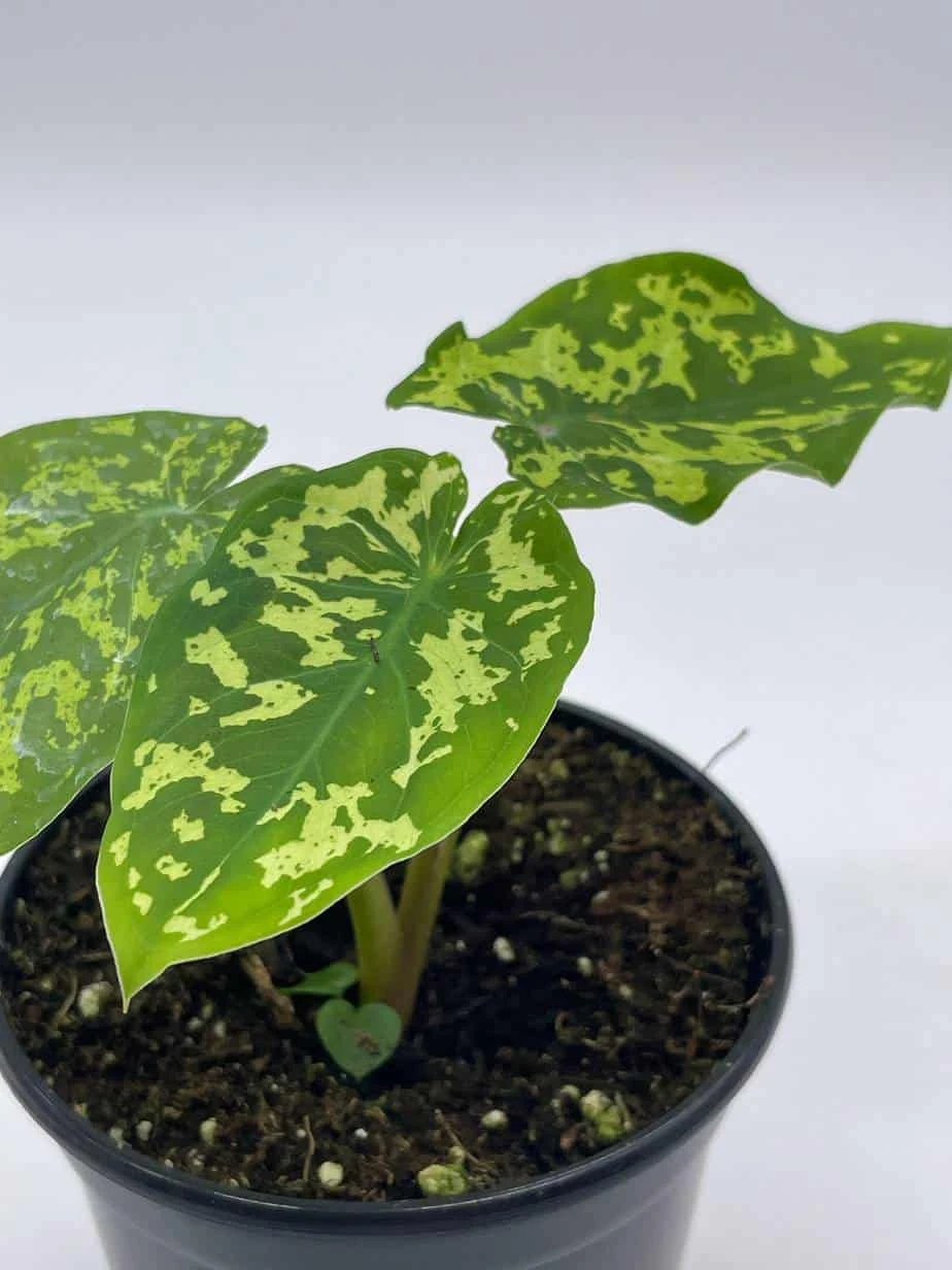 Alocasia 'Hilo Beauty', Caladium Praetermissum, 4 Inch Pot, Green And White Alocasia, Elephant Ear - Image 3