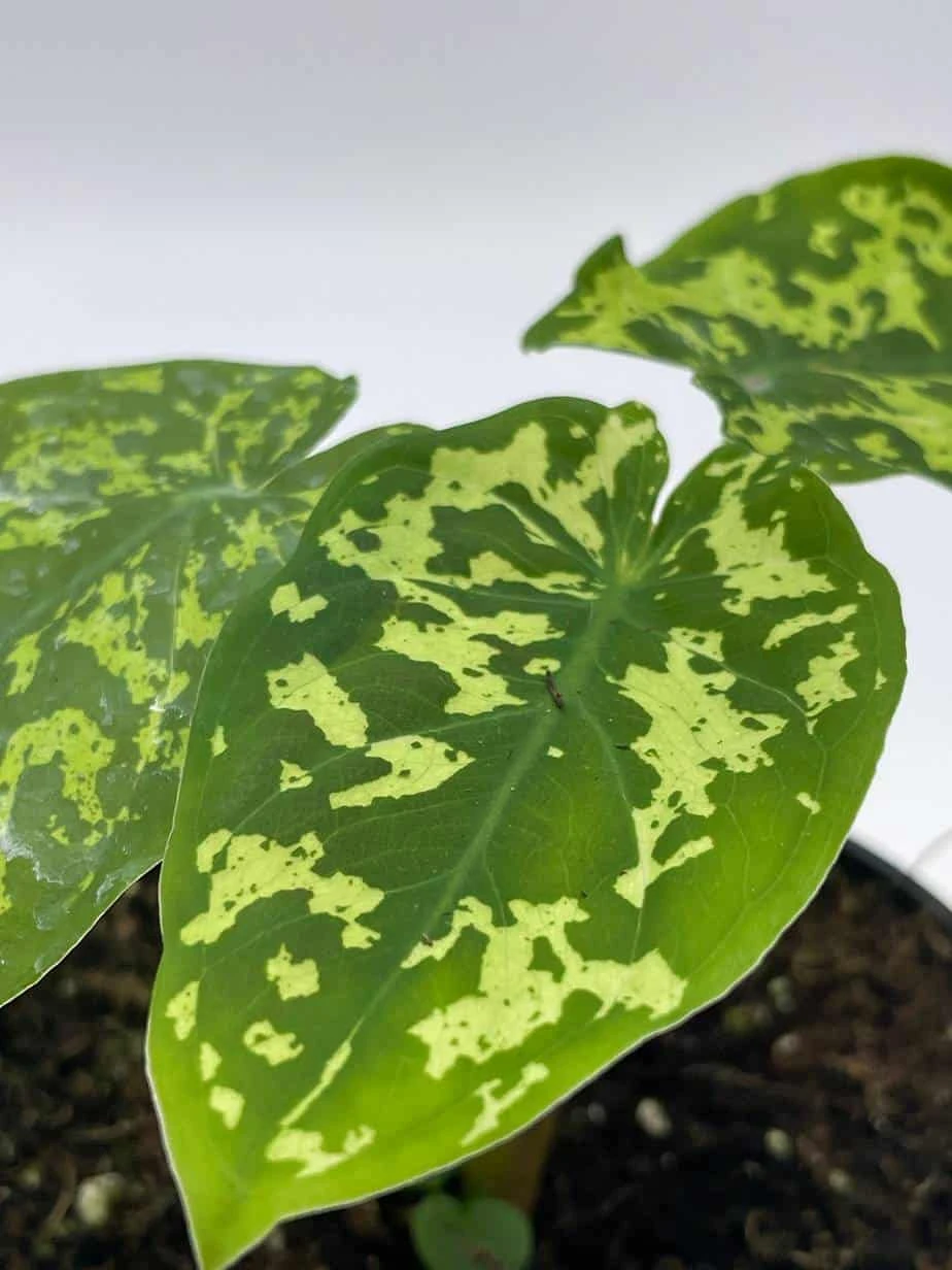 Alocasia 'Hilo Beauty', Caladium Praetermissum, 4 Inch Pot, Green And White Alocasia, Elephant Ear - Image 7