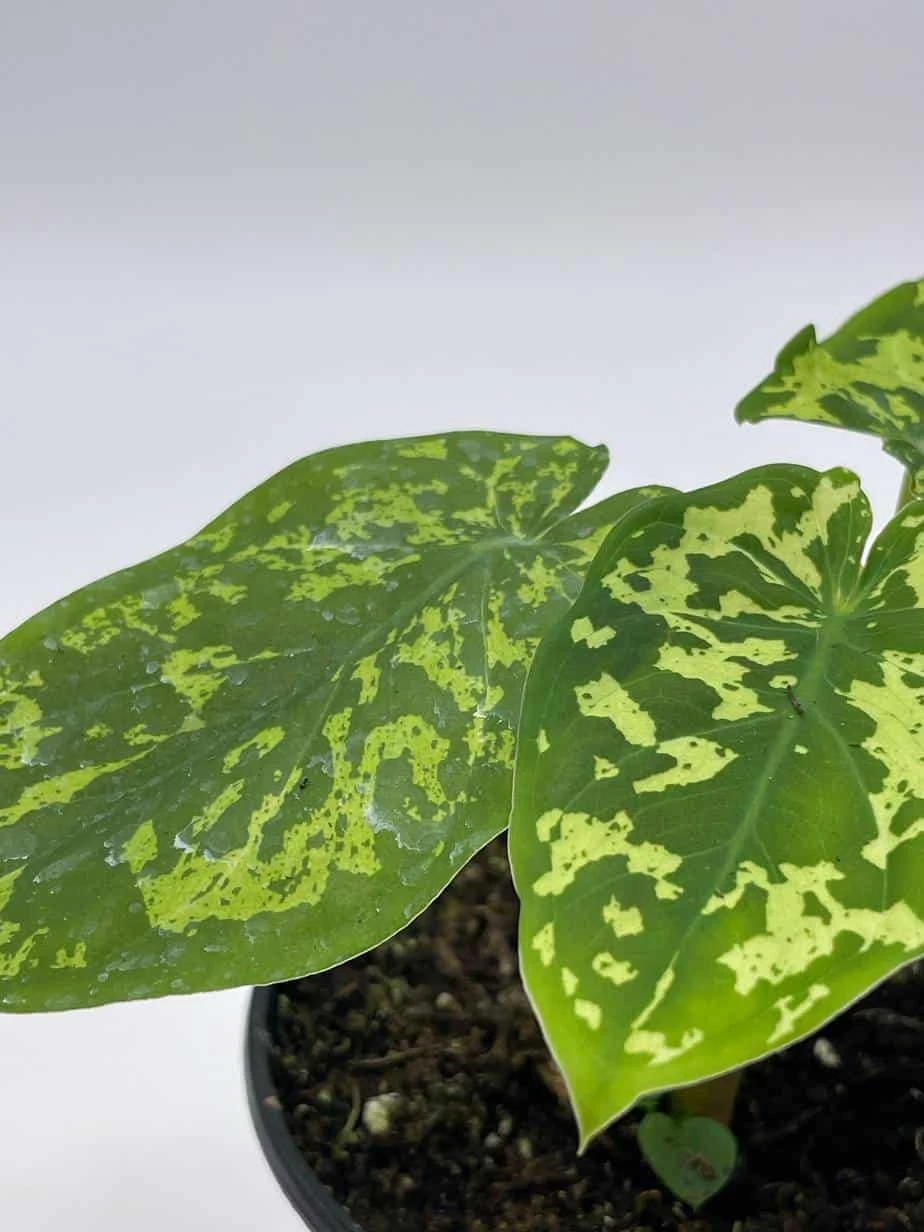Alocasia 'Hilo Beauty', Caladium Praetermissum, 4 Inch Pot, Green And White Alocasia, Elephant Ear - Image 6