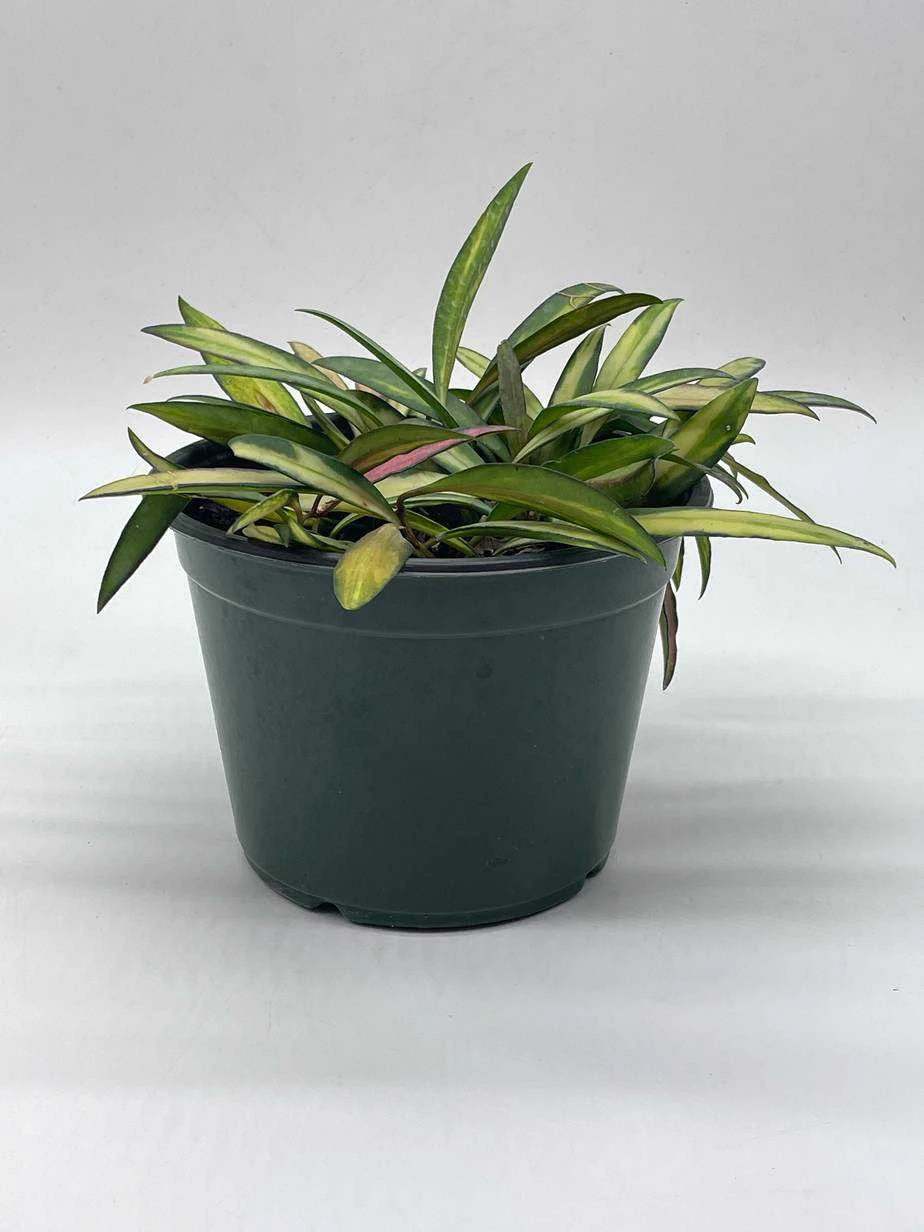 Variegated Wayetii, Rare Hoya, 6 Inch, Ready For Upgrade - Image 5