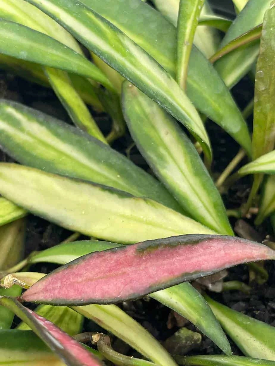 Variegated Wayetii, Rare Hoya, 6 Inch, Ready For Upgrade - Image 4