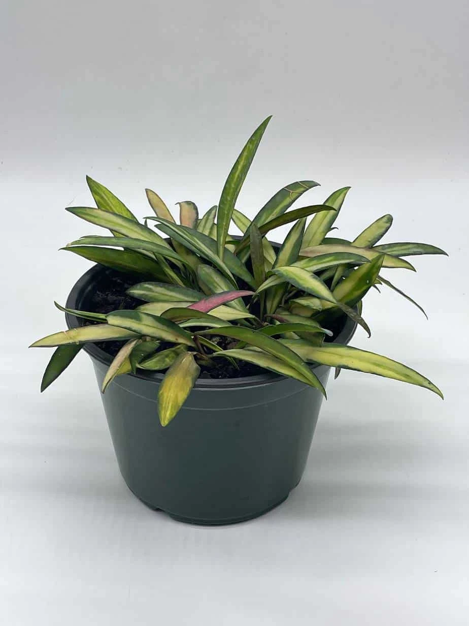 Variegated Wayetii, Rare Hoya, 6 Inch, Ready For Upgrade - Image 8