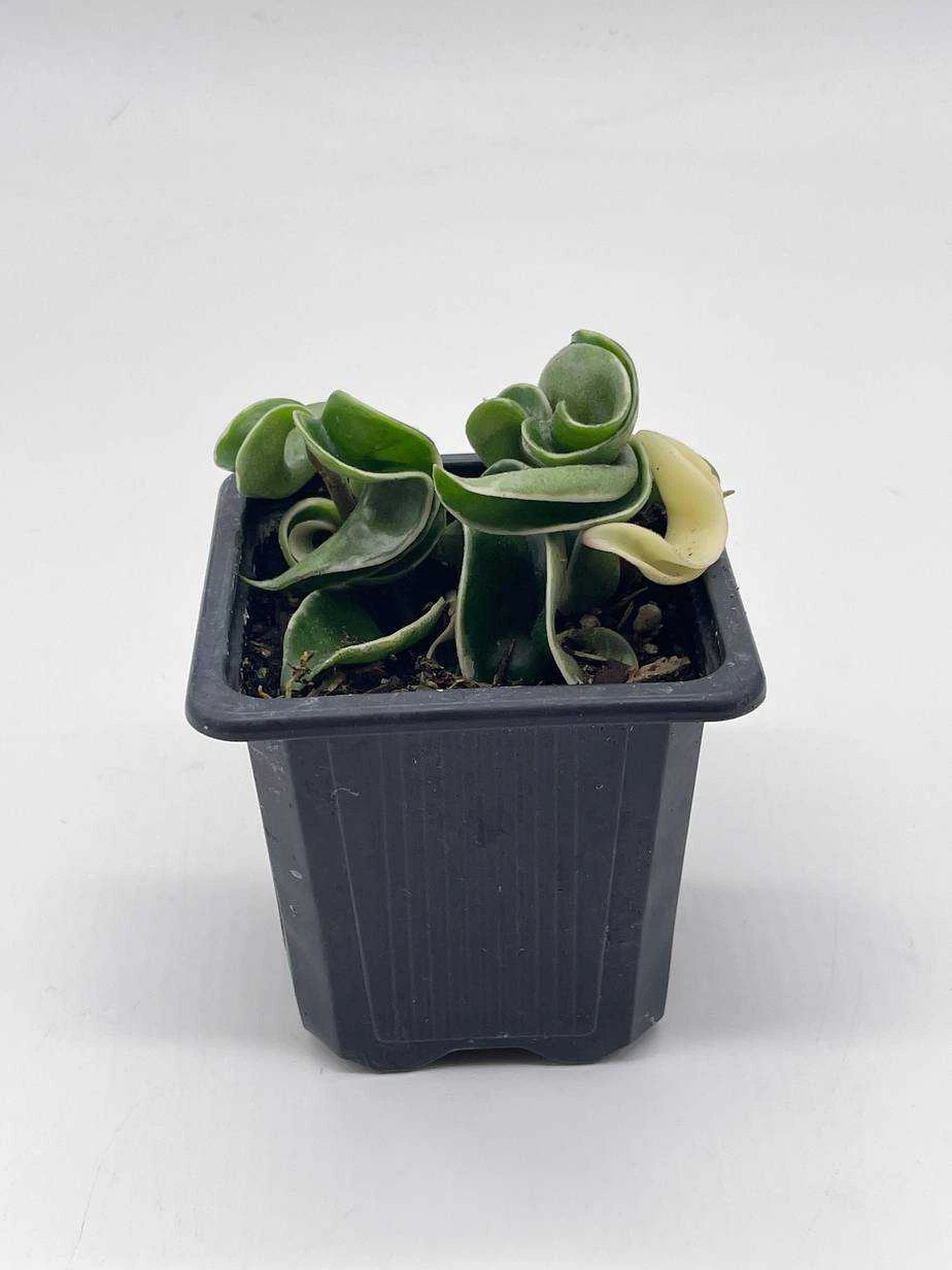 Variegated Hindu Rope, Rare Hoya, Carnosa Compacta Regalis, Crispa Variegata, 2 Inch Pot - Image 3