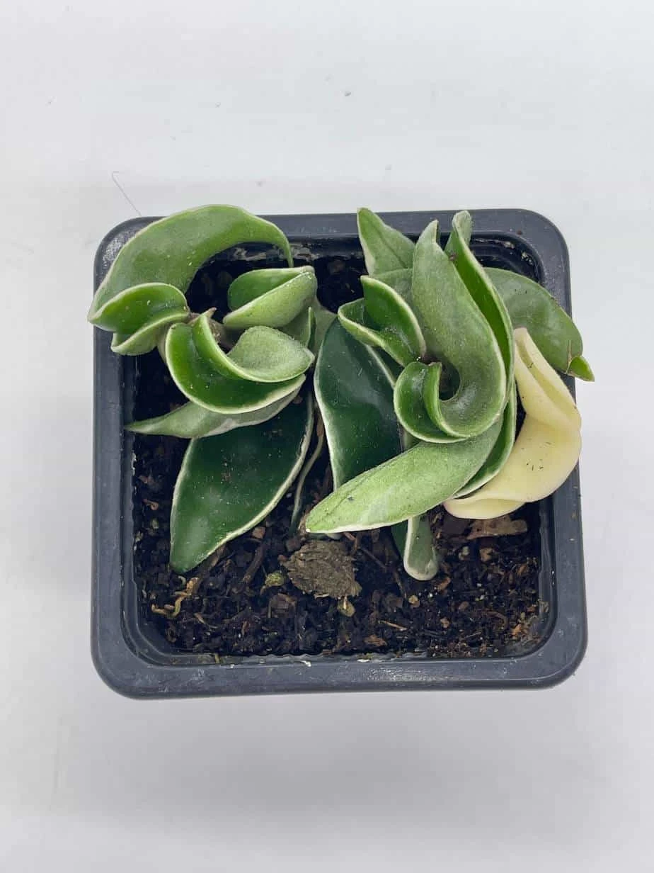 Variegated Hindu Rope, Rare Hoya, Carnosa Compacta Regalis, Crispa Variegata, 2 Inch Pot - Image 6