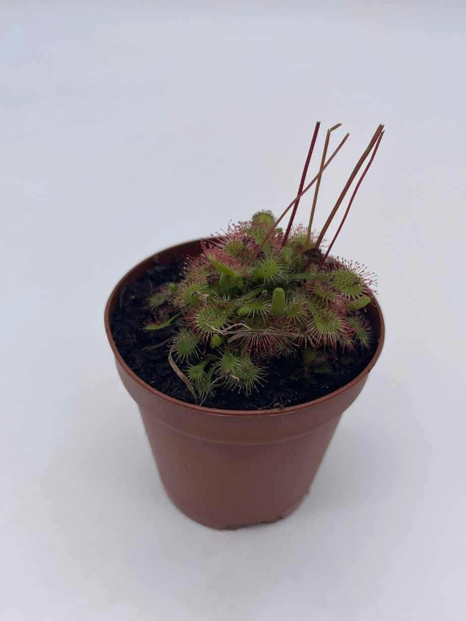 Drosera, Sundews, Rare Carnivorous Plant, In 2 Inch Pot Capensis Cape - Image 6