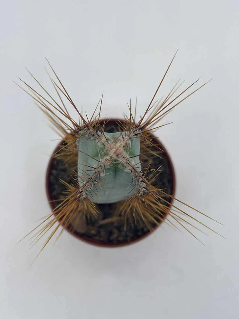 Blue Column Cactus, Pilosocereus Azureus, 3 Inch, Square Shaped Blue Torch Columnar Cacti Pachycladus - Image 3