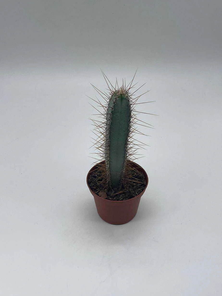 Blue Column Cactus, Pilosocereus Azureus, 3 Inch, Square Shaped Blue Torch Columnar Cacti Pachycladus - Image 2
