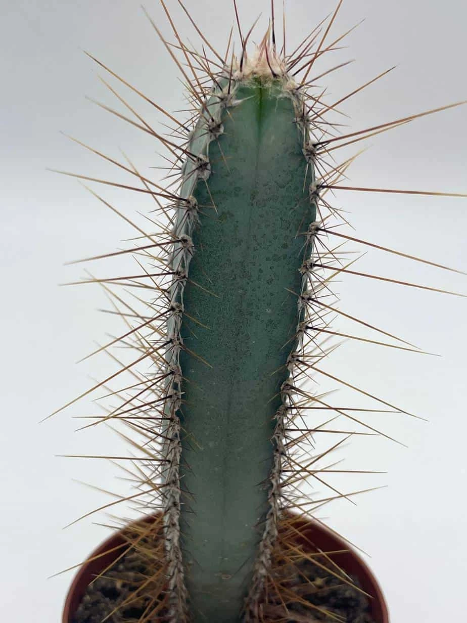 Blue Column Cactus, Pilosocereus Azureus, 3 Inch, Square Shaped Blue Torch Columnar Cacti Pachycladus - Image 5