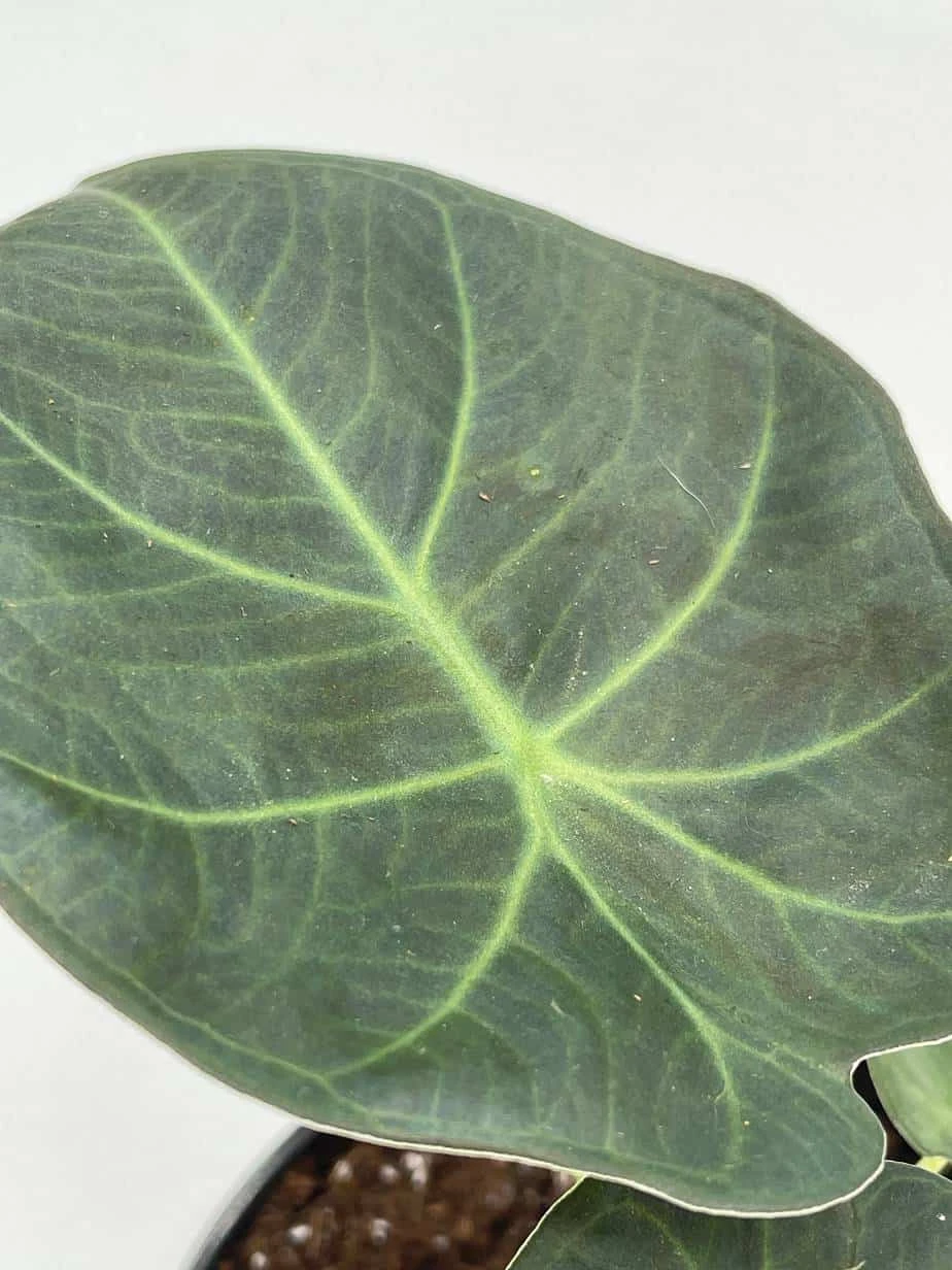 Alocasia Regal Shield, 4 Inch, Very Rare Elephant's Ear - Image 5