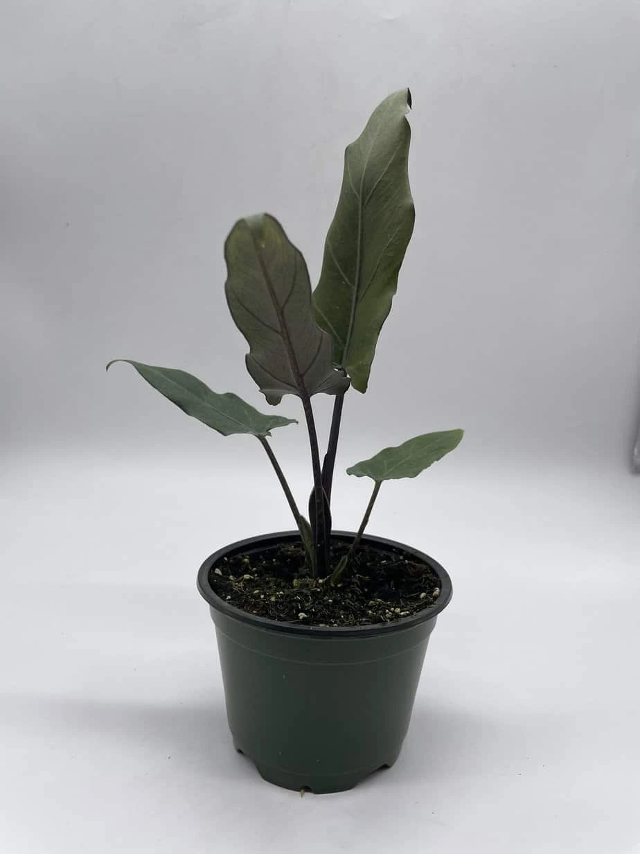 Alocasia Lauterbachiana, 4 Inch Purple Sword, Silver Baroque Elephant Ear - Image 6
