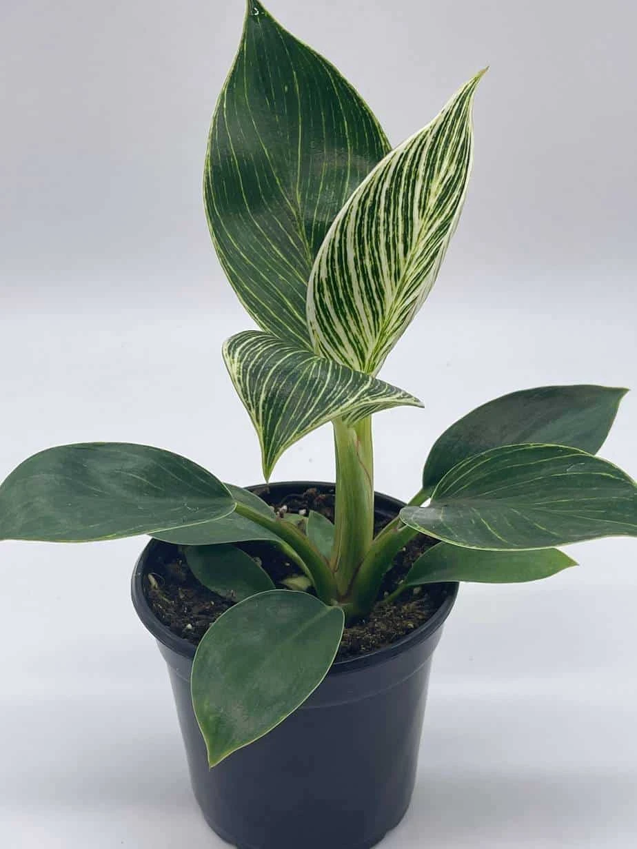 Philodendron Birkin, 4 Inch, White Wave, Mermaid's Tail - Image 4