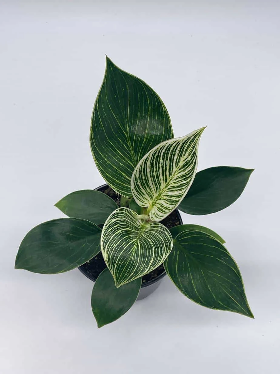 Philodendron Birkin, 4 Inch, White Wave, Mermaid's Tail - Image 6