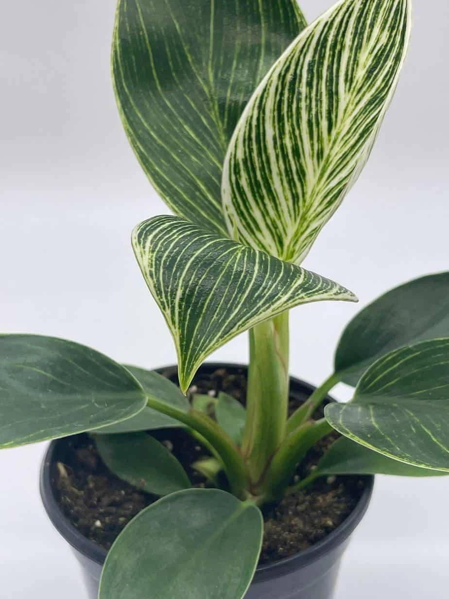 Philodendron Birkin, 4 Inch, White Wave, Mermaid's Tail - Image 5