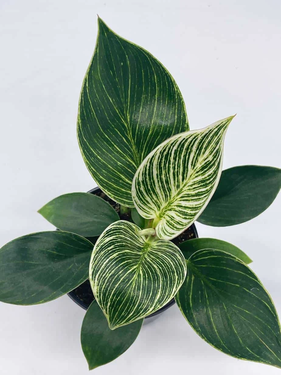 Philodendron Birkin, 4 Inch, White Wave, Mermaid's Tail - Image 7