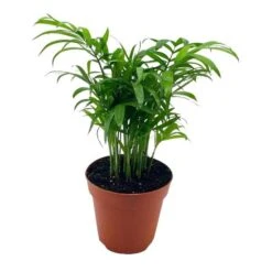 Bamboo Palm, Chamaedorea Parlor Palm, Clustered Reed Palm, Cane Palm In 4 Inch Pot