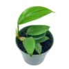 Dragon Tail, 4 Inch Pot, Epipremnum Pinnatum, Centipede Tongavine, Dragon-tail Plant