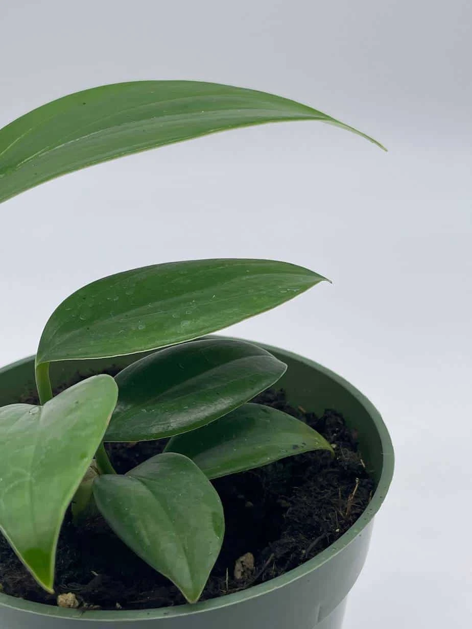 Dragon Tail, 4 Inch Pot, Epipremnum Pinnatum, Centipede Tongavine, Dragon-tail Plant - Image 5