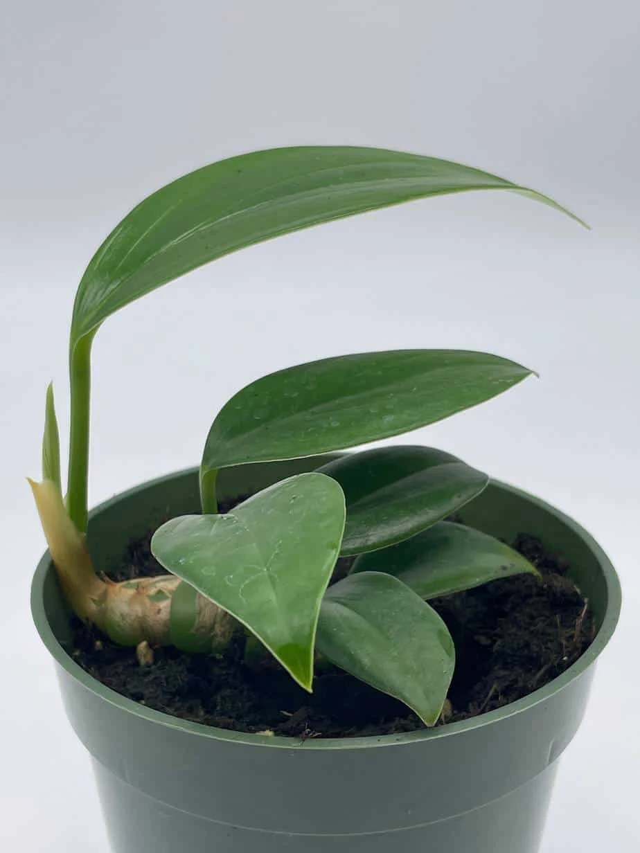 Dragon Tail, 4 Inch Pot, Epipremnum Pinnatum, Centipede Tongavine, Dragon-tail Plant - Image 6