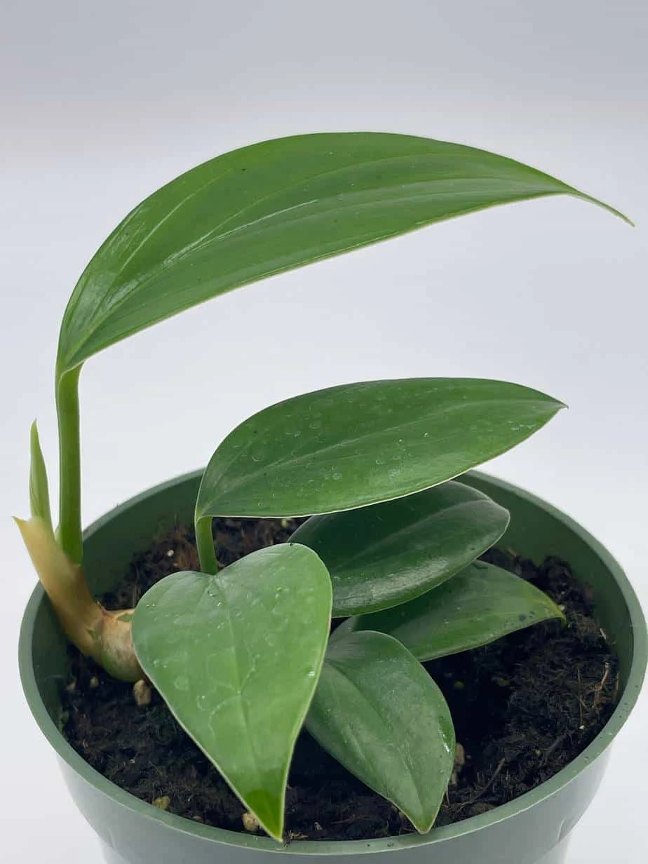 Dragon Tail, 4 Inch Pot, Epipremnum Pinnatum, Centipede Tongavine, Dragon-tail Plant - Image 3