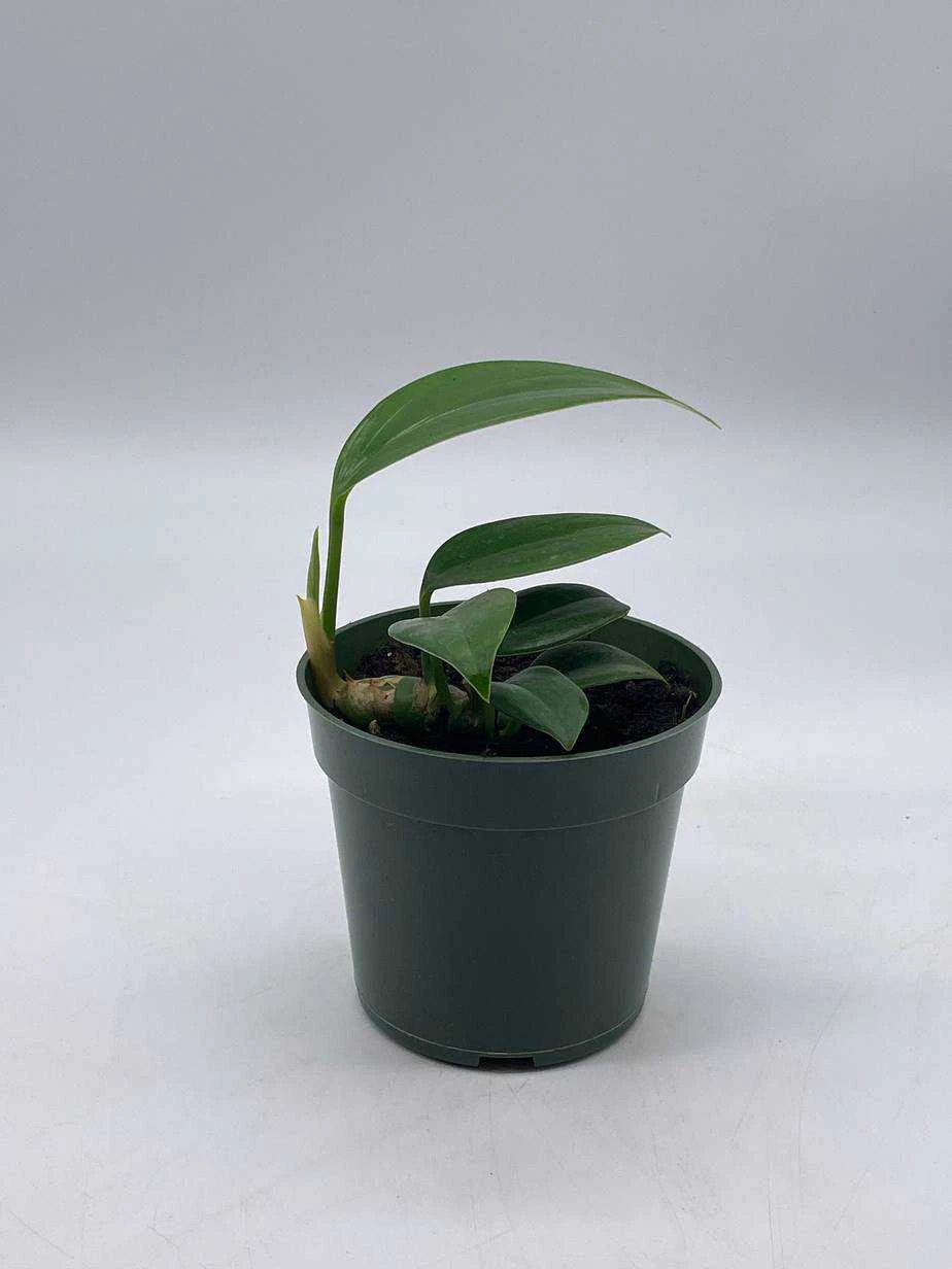 Dragon Tail, 4 Inch Pot, Epipremnum Pinnatum, Centipede Tongavine, Dragon-tail Plant - Image 9