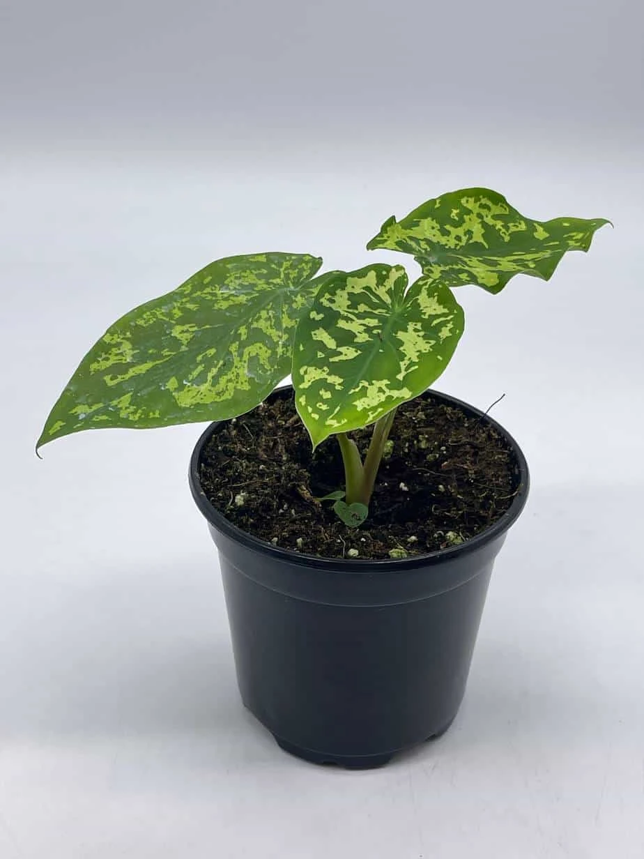 Alocasia 'Hilo Beauty', Caladium Praetermissum, 4 Inch Pot, Green And White Alocasia, Elephant Ear - Image 2