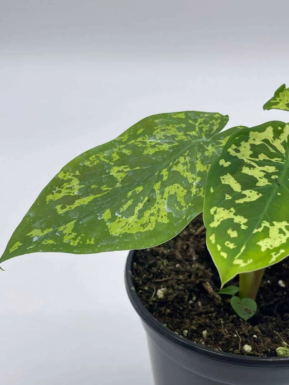 Alocasia 'Hilo Beauty', Caladium Praetermissum, 4 Inch Pot, Green And White Alocasia, Elephant Ear - Image 4