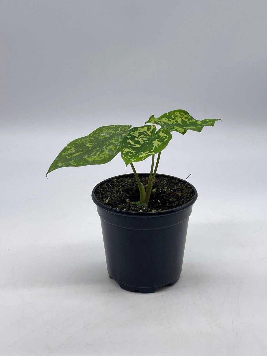 Alocasia 'Hilo Beauty', Caladium Praetermissum, 4 Inch Pot, Green And White Alocasia, Elephant Ear - Image 9
