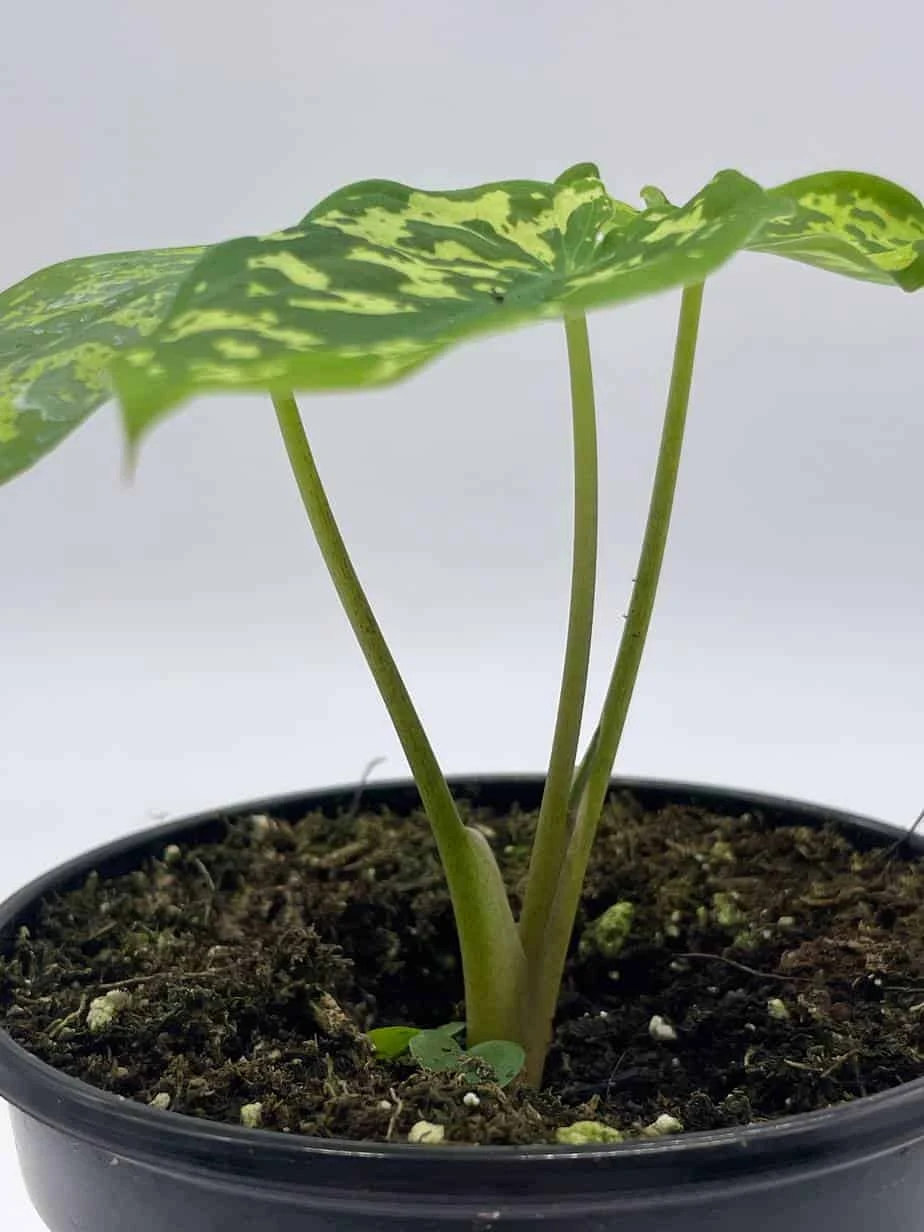 Alocasia 'Hilo Beauty', Caladium Praetermissum, 4 Inch Pot, Green And White Alocasia, Elephant Ear - Image 8