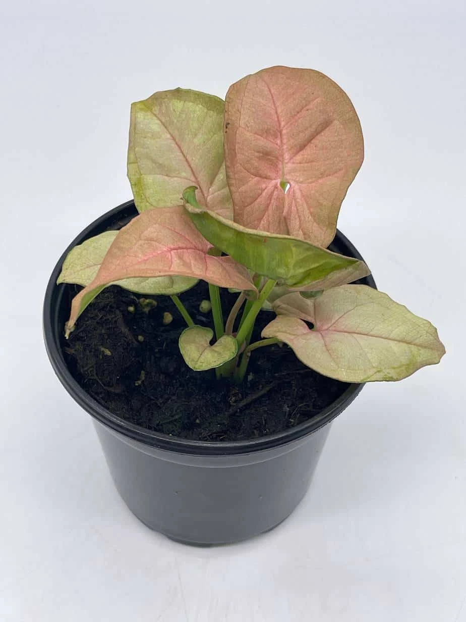 Syngonium Pink, Podophyllum, In 4 Inch Pot - Image 2