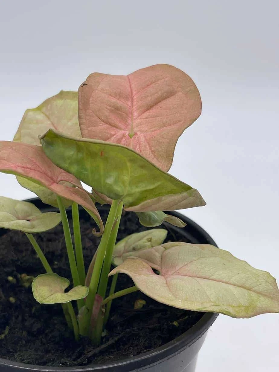Syngonium Pink, Podophyllum, In 4 Inch Pot - Image 4
