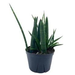 Sansevieria Boncel Cylindrica | Starfish Snakeplant | Super Filled Beautiful Snake Plant
