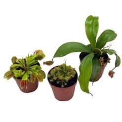 Carnivorous Plant Set, Venus Fly Trap Assortment, Nepenthes, Rotundifolia, Set Of 3, Premium Collection,2 Inch Pot, Windowsill Plants, Gift
