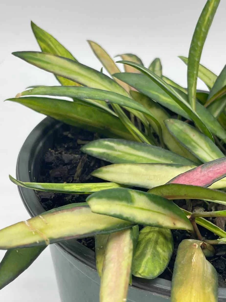 Variegated Wayetii, Rare Hoya, 6 Inch, Ready For Upgrade - Image 3