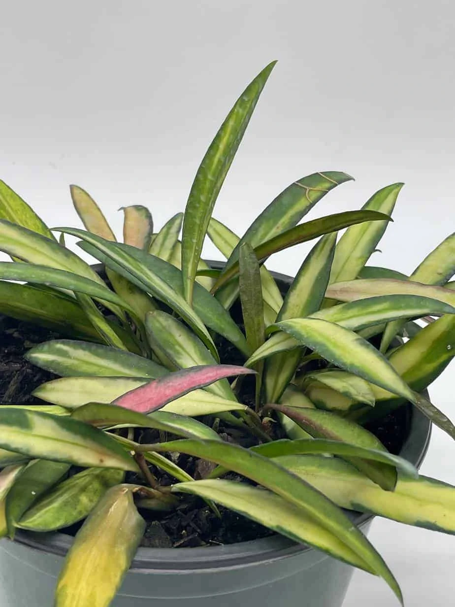 Variegated Wayetii, Rare Hoya, 6 Inch, Ready For Upgrade - Image 2