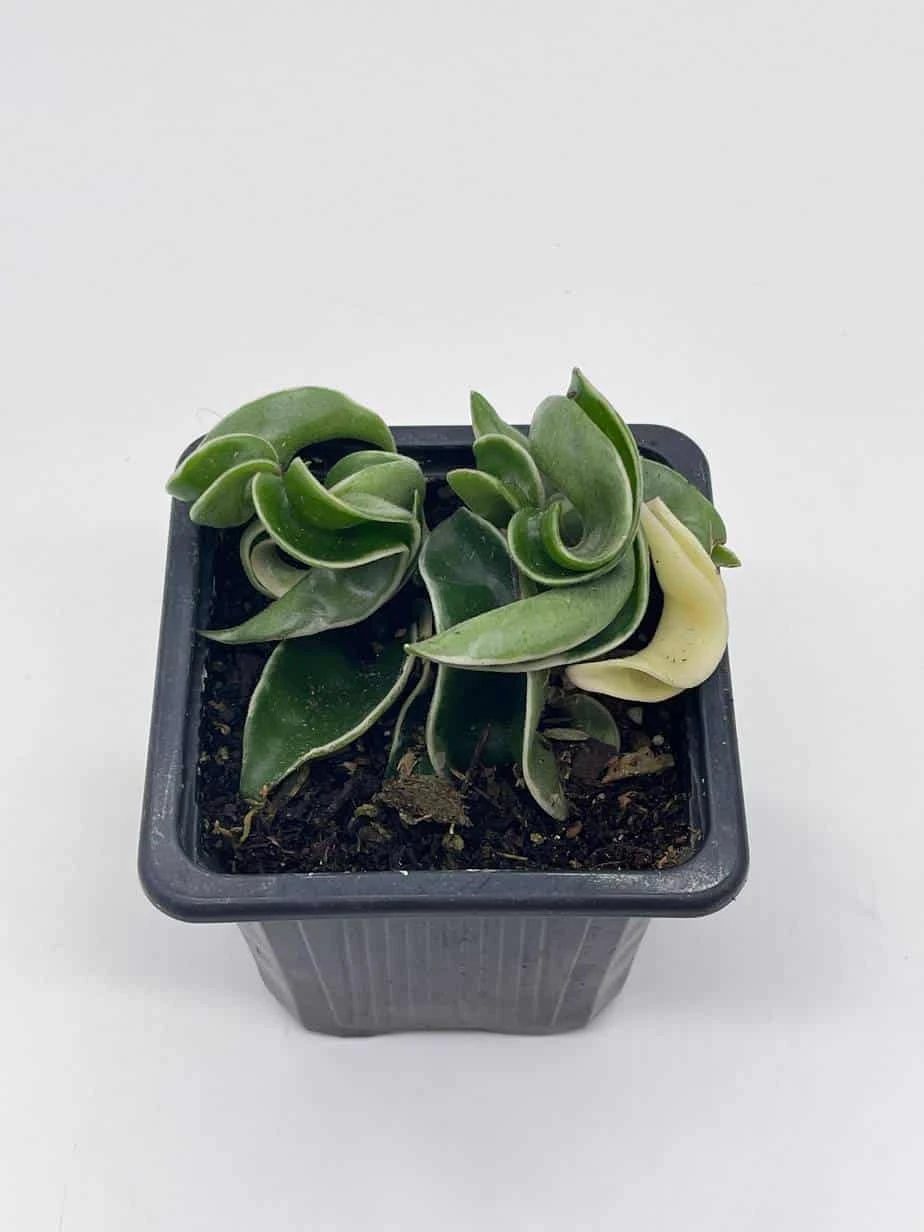 Variegated Hindu Rope, Rare Hoya, Carnosa Compacta Regalis, Crispa Variegata, 2 Inch Pot - Image 2