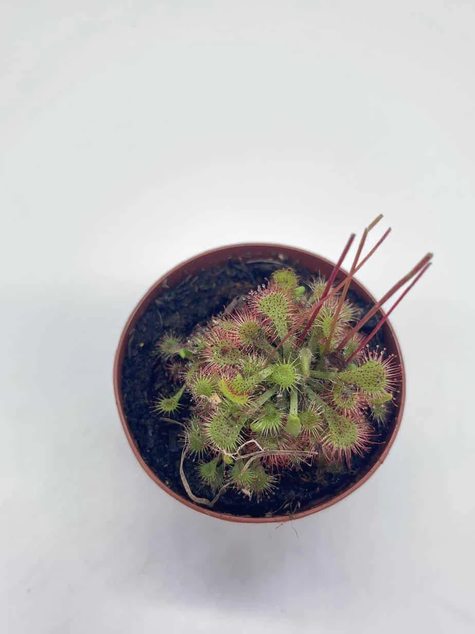 Drosera, Sundews, Rare Carnivorous Plant, In 2 Inch Pot Capensis Cape - Image 3