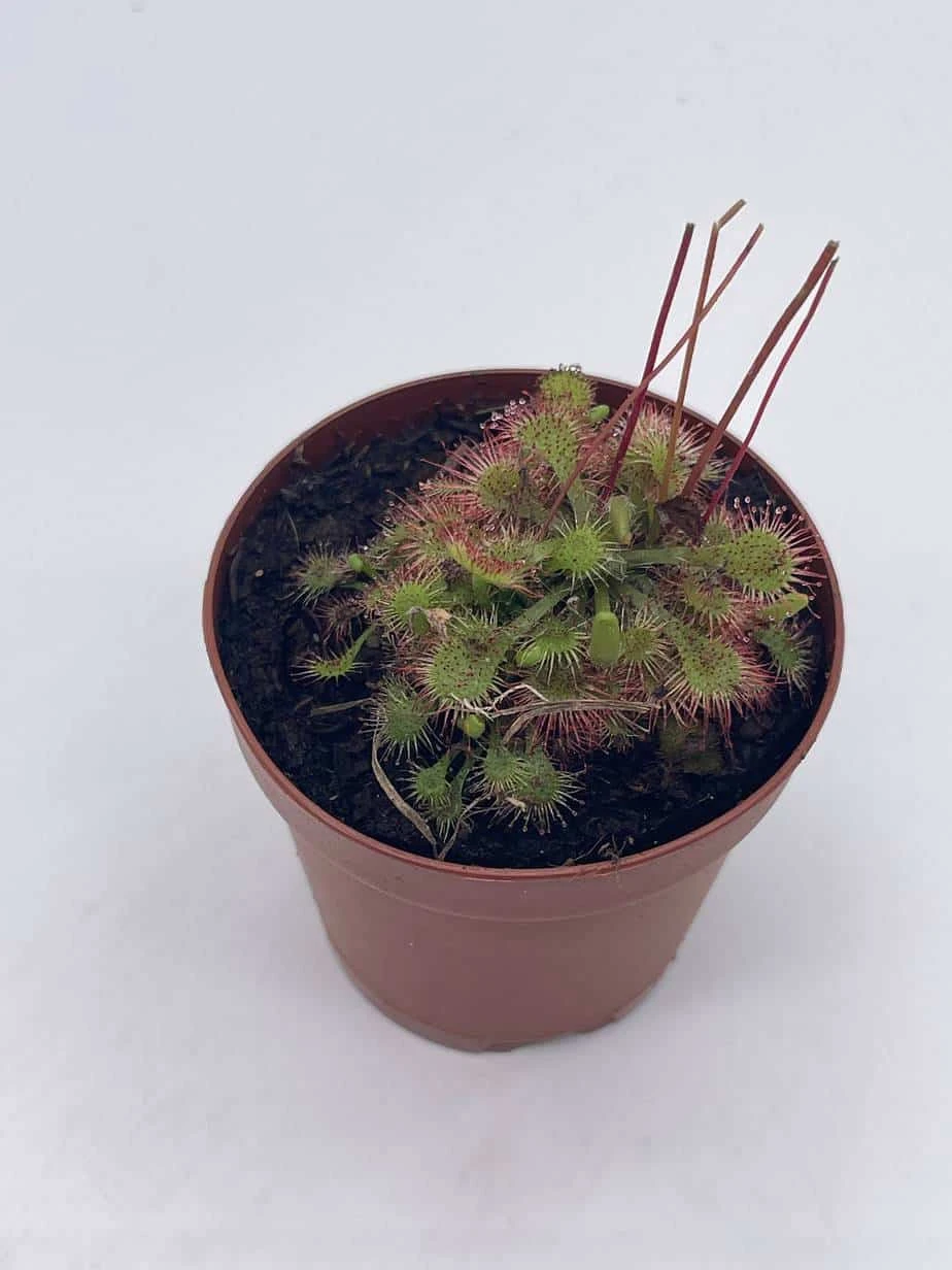 Drosera, Sundews, Rare Carnivorous Plant, In 2 Inch Pot Capensis Cape - Image 4