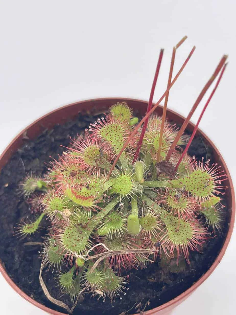 Drosera, Sundews, Rare Carnivorous Plant, In 2 Inch Pot Capensis Cape - Image 5